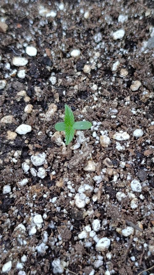 Papaya Zoap Auto. Week 1