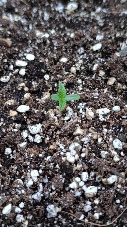 Papaya Zoap Auto. Week 1