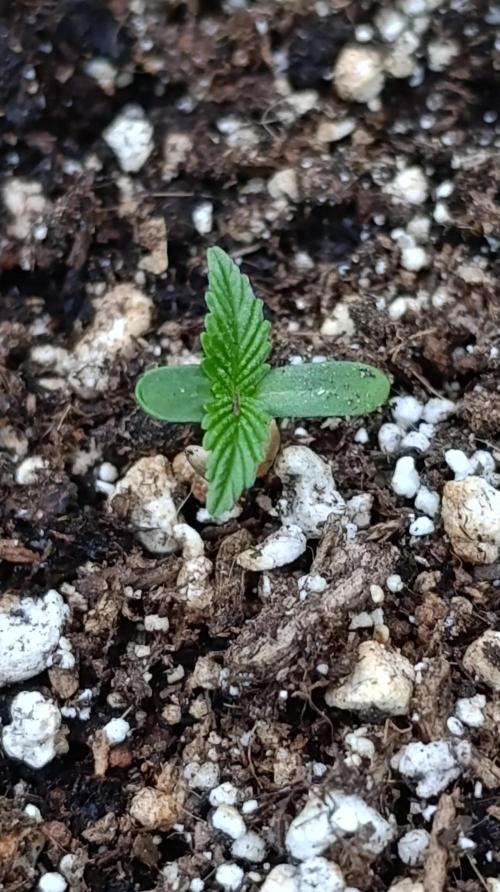 Papaya Zoap Auto. Week 1