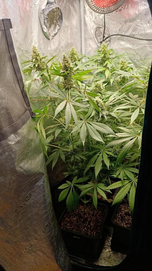 Variegated Parmigiano. Week 12