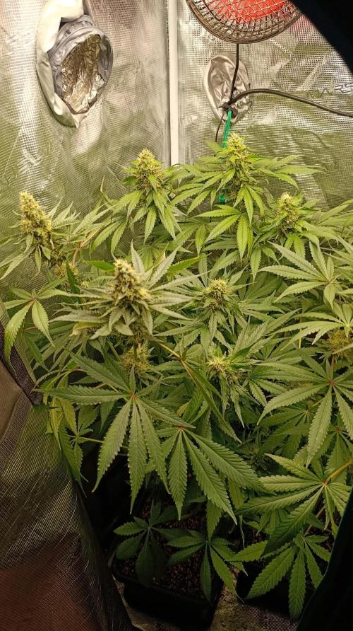 Variegated Parmigiano. Week 12