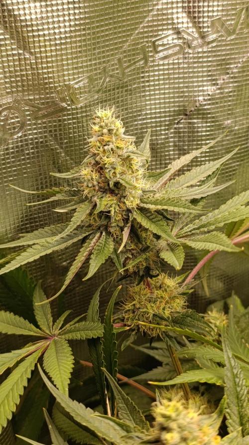 Variegated Parmigiano. Week 12