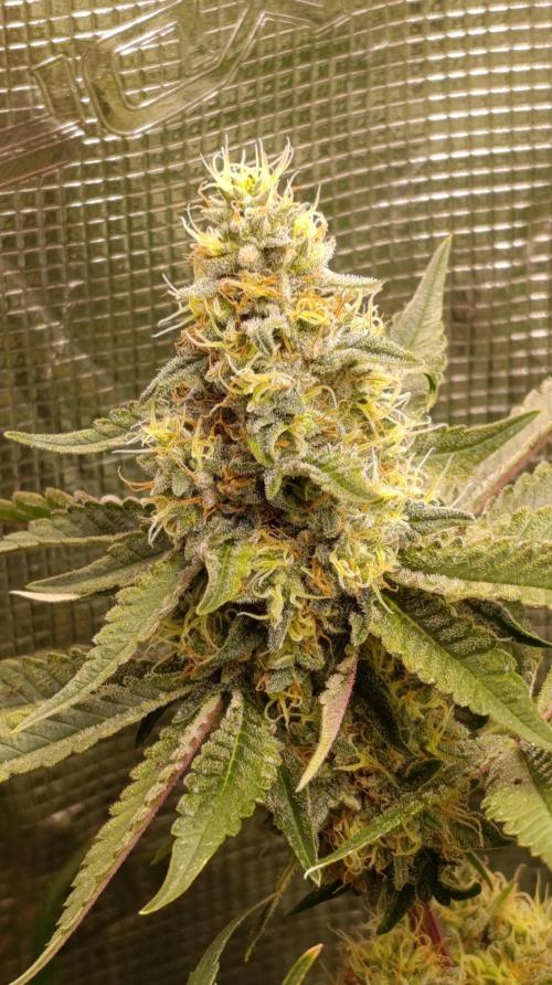 Variegated Parmigiano. Week 12