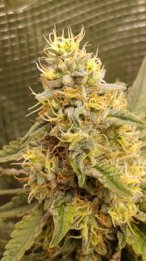 Variegated Parmigiano. Week 12