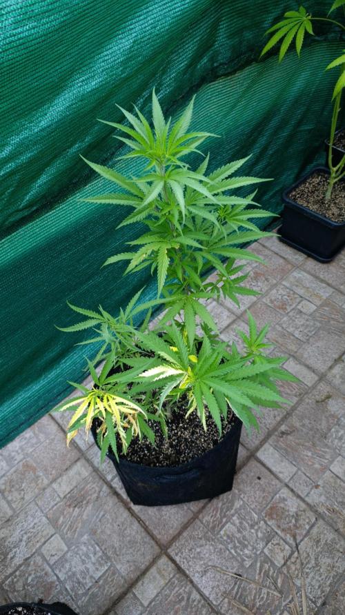 Variegated Parmigiano. Week 12