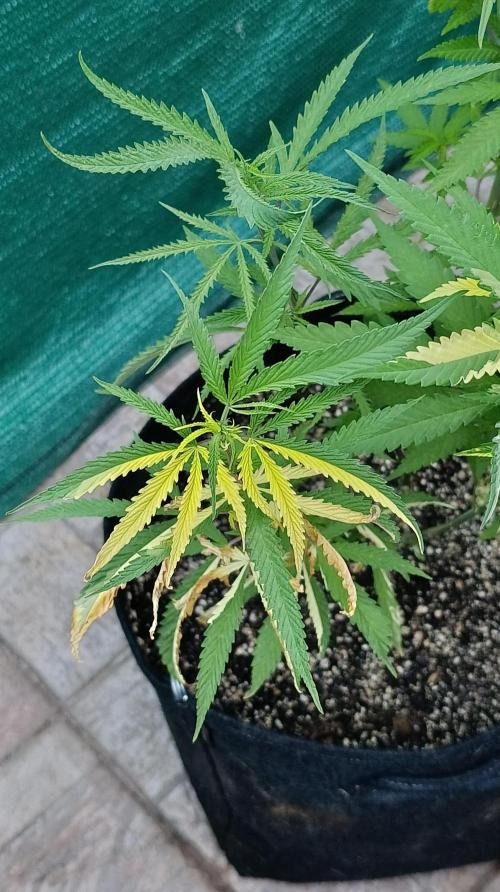 Variegated Parmigiano. Week 12