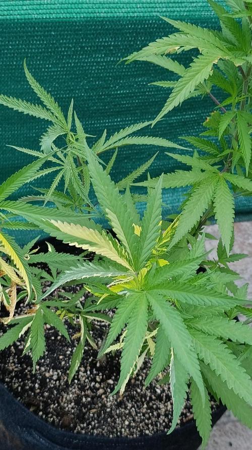 Variegated Parmigiano & Xpertnutrients . Week 12