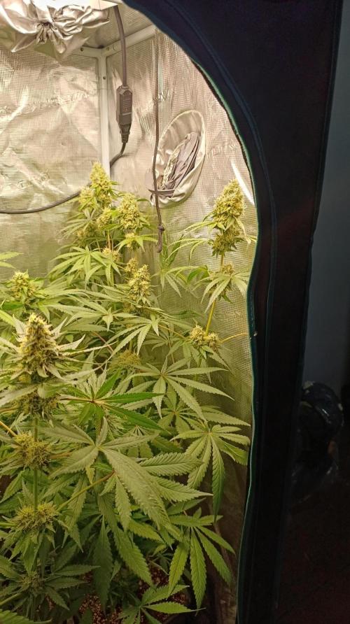 Lemon Parmesan. Week 11