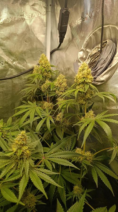 Lemon Parmesan. Week 11