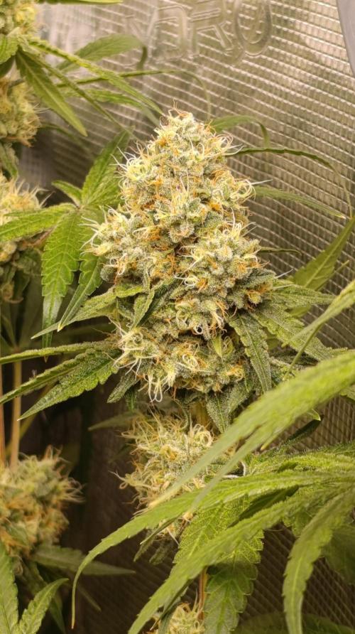 Lemon Parmesan. Week 11