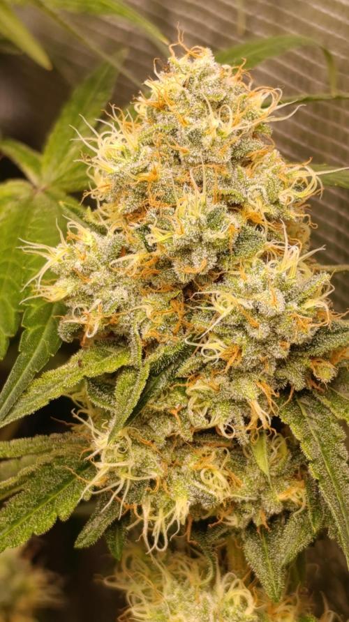 Lemon Parmesan. Week 11