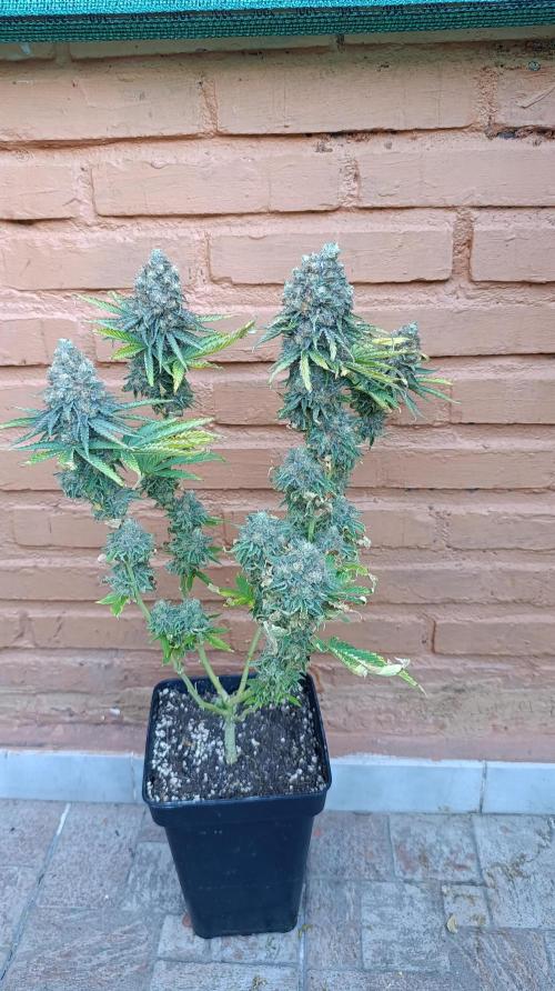 Super Lemon Cherry. Week 15