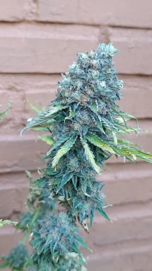 Super Lemon Cherry. Week 15