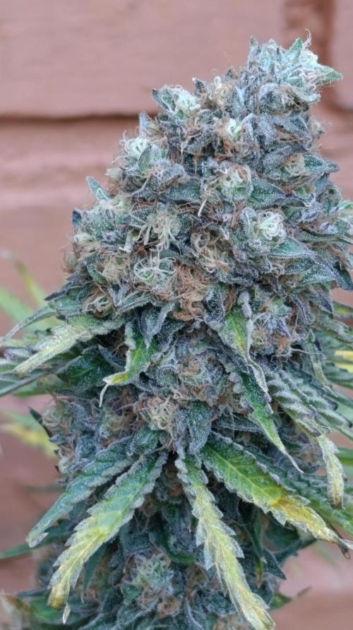 Super Lemon Cherry. Week 15