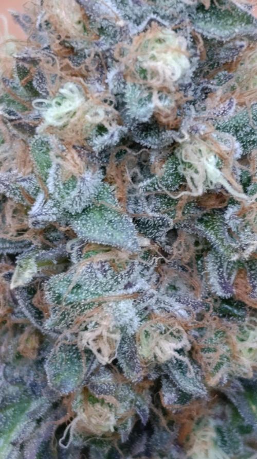 Super Lemon Cherry. Week 15