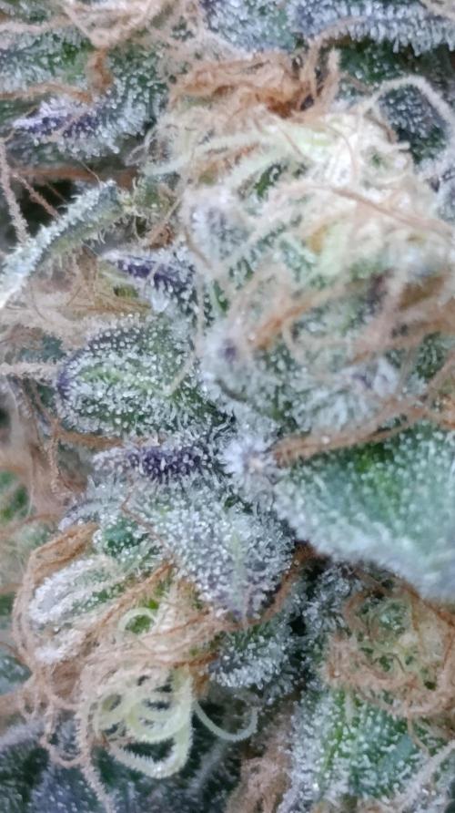 Super Lemon Cherry. Week 15