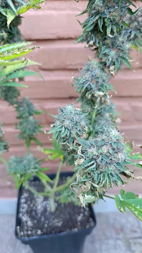 Super Lemon Cherry