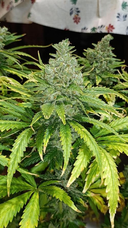 Super Lemon Cherry. Week 15