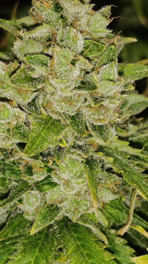 Super Lemon Cherry. Week 15