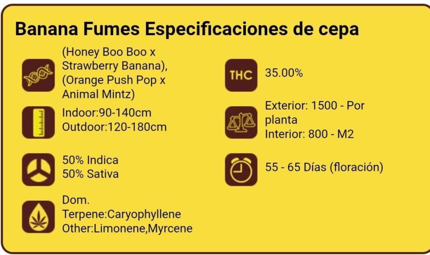 Banana Fumes Round II. Week 0
