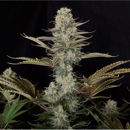 DC Kush. Week 0