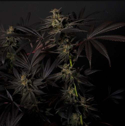 Black Mamba #42. Week 0
