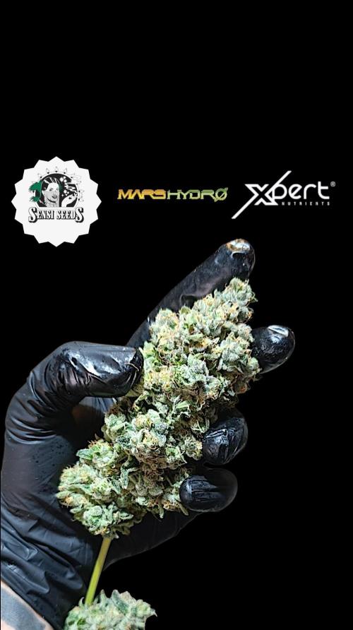 Triple Mints XXL. Week 16