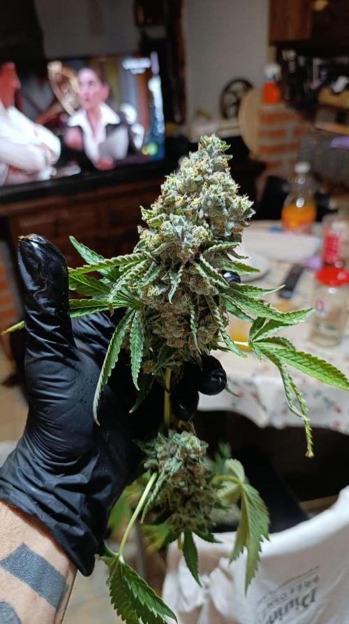 Triple Mints XXL. Week 16