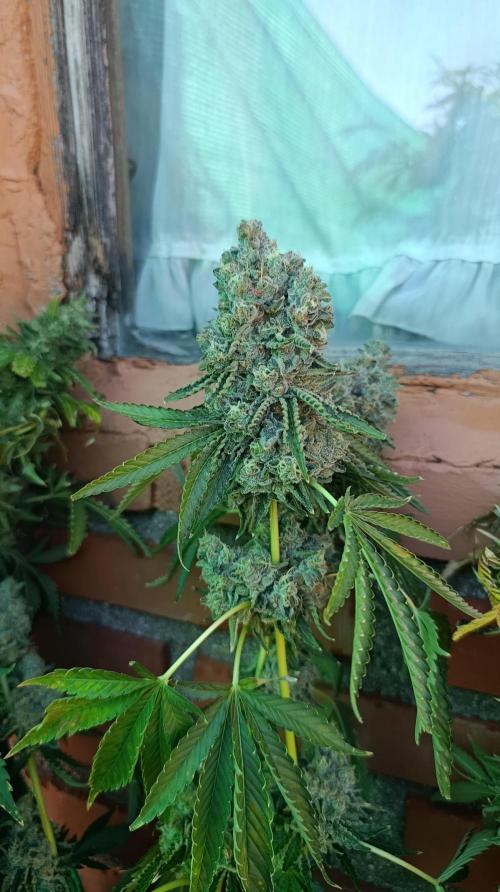 Triple Mints XXL. Week 16