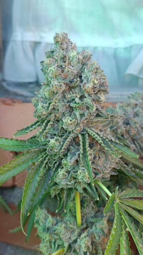 Triple Mints XXL. Week 16