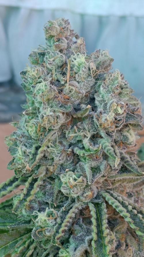 Triple Mints XXL. Week 16