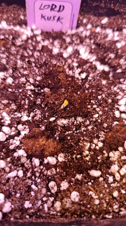 Lord Kush. Week 0