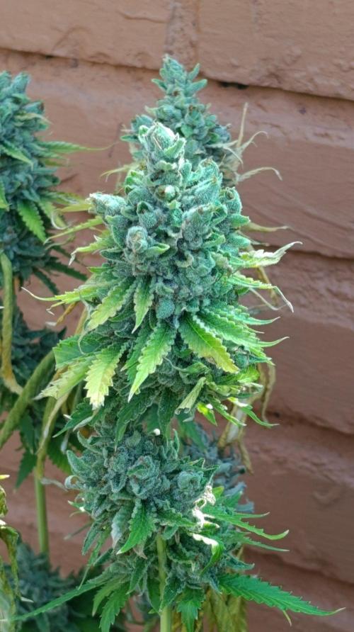 Iced Lemon Watermelon. Week 16