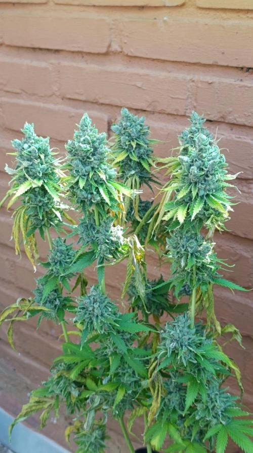 Iced Lemon Watermelon. Week 16