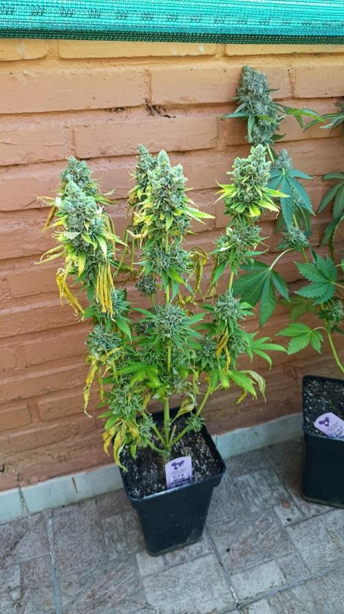 Iced Lemon Watermelon. Week 16