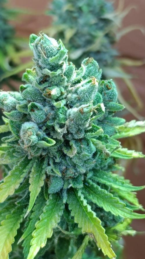Iced Lemon Watermelon. Week 16