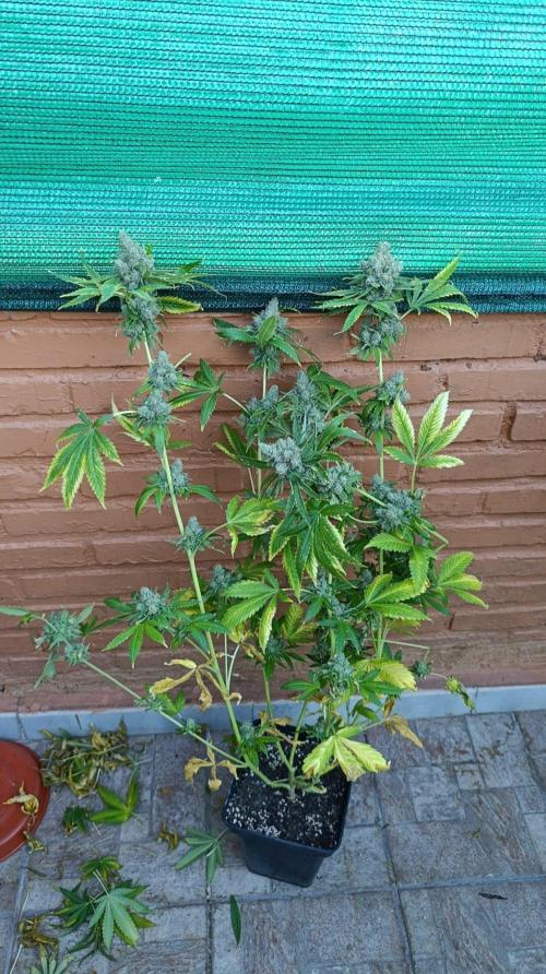 Astro Lemonade F1. Week 15