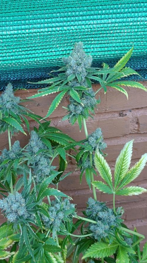 Astro Lemonade F1. Week 15