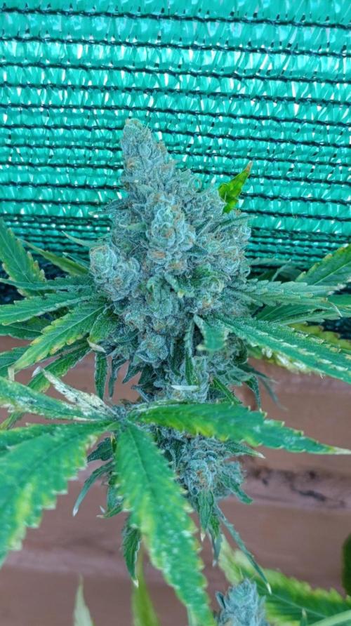 Astro Lemonade F1. Week 15