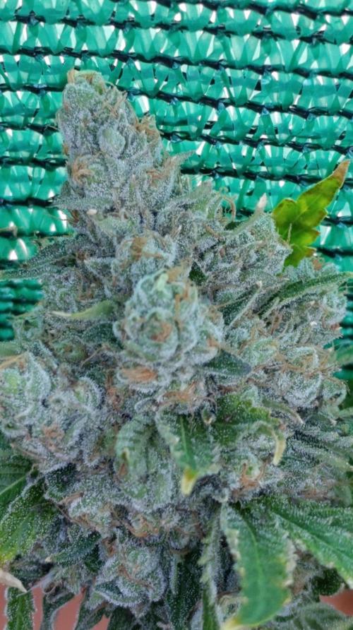 Astro Lemonade F1. Week 15