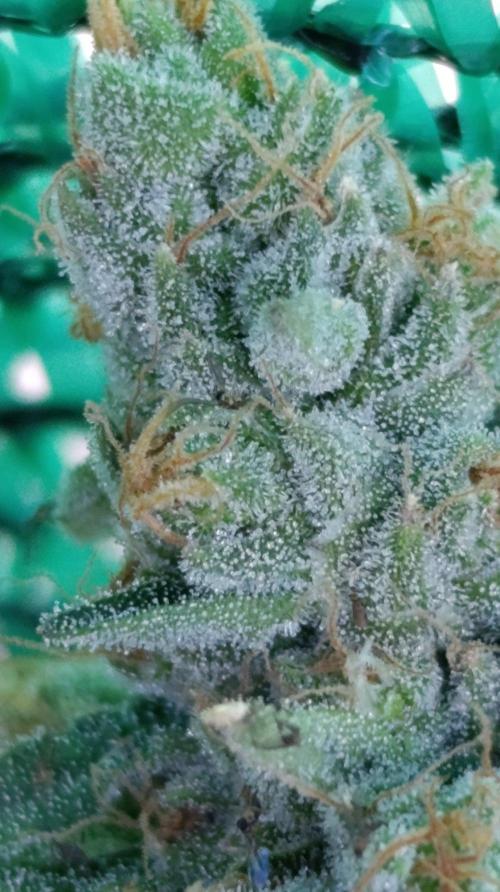 Astro Lemonade F1. Week 15