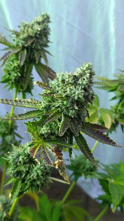 Z42 Limited Edition. Week 16