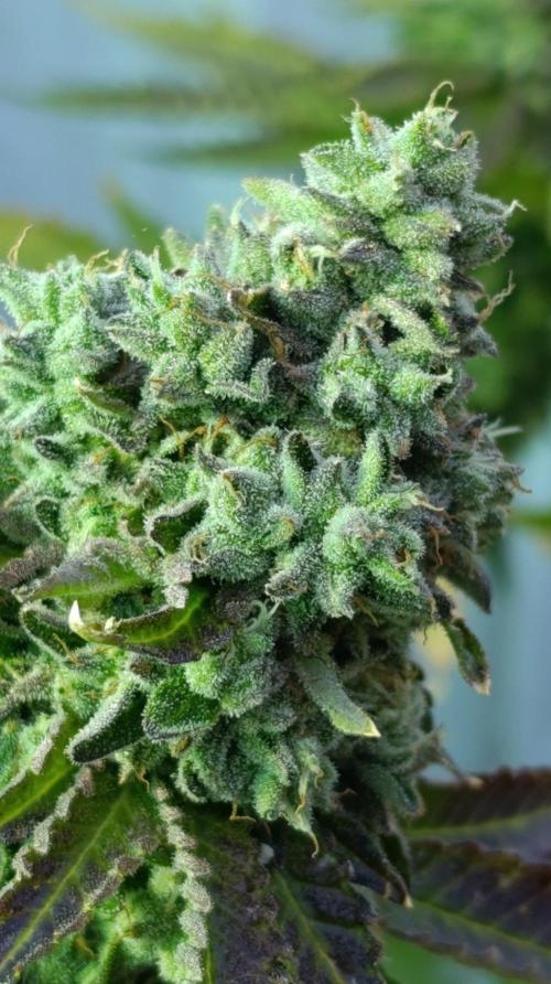 Z42 Limited Edition. Week 16