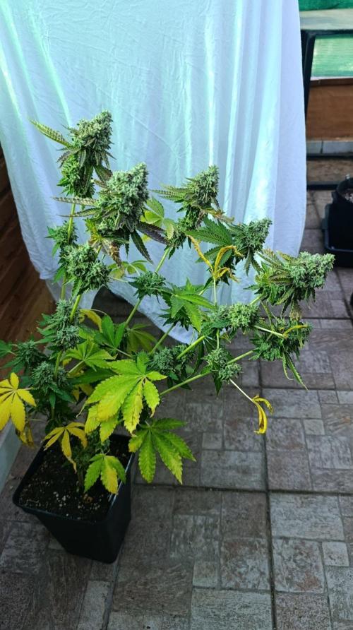 Z42 Limited Edition. Week 16
