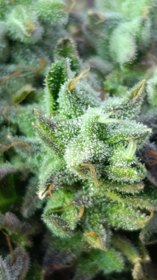 Z42 Limited Edition. Week 16