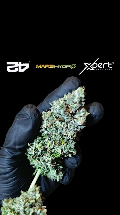 Z42 Limited Edition. Week 16