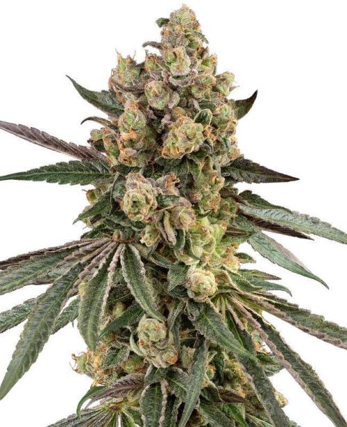 Caramel Pineapple. Week 0