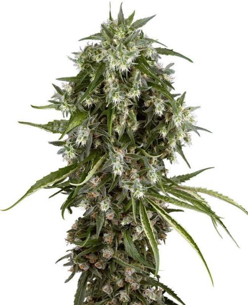 Pineapple Jack. Week 0