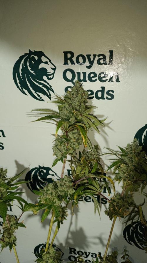 Cosmic Cheddar F1. Week 16