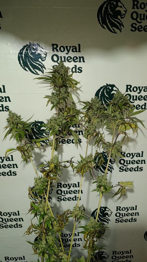 Cosmic Cheddar F1. Week 16
